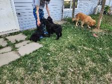 Older mix breed puppies. - Photo 4