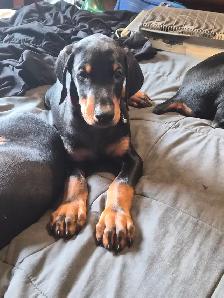 Purebread Doberman