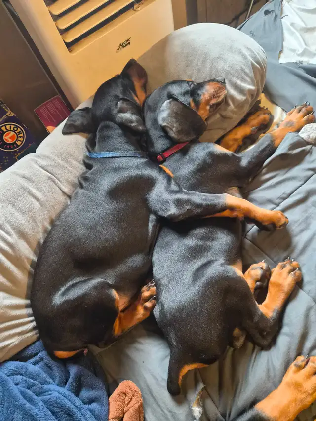 Purebread Doberman - Photo 2