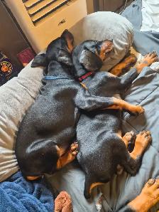 Purebread Doberman - Photo 2