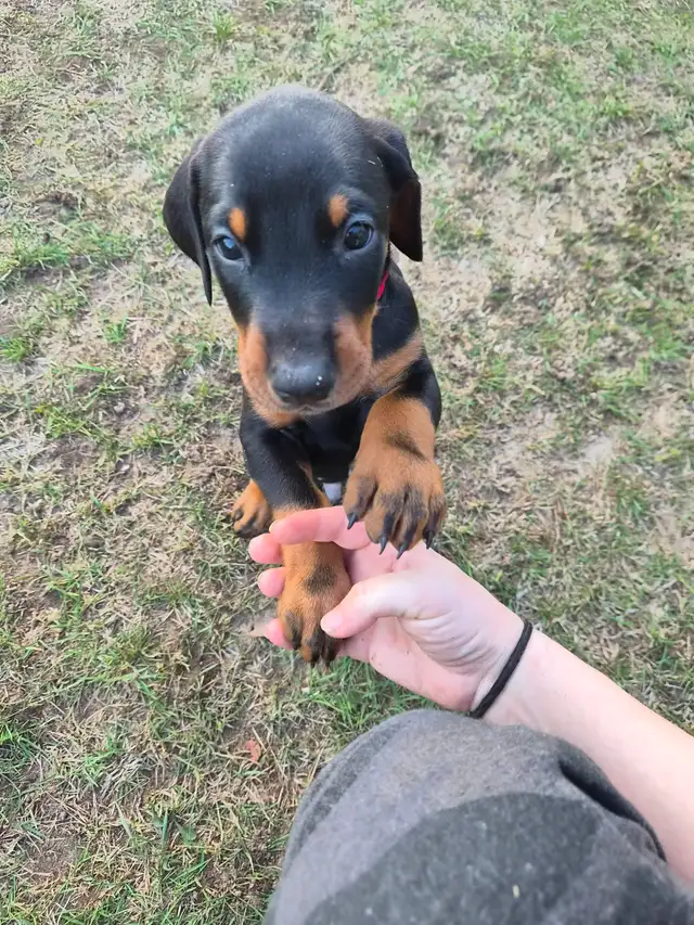 Purebread Doberman - Photo 3