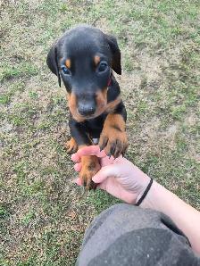 Purebread Doberman - Photo 3