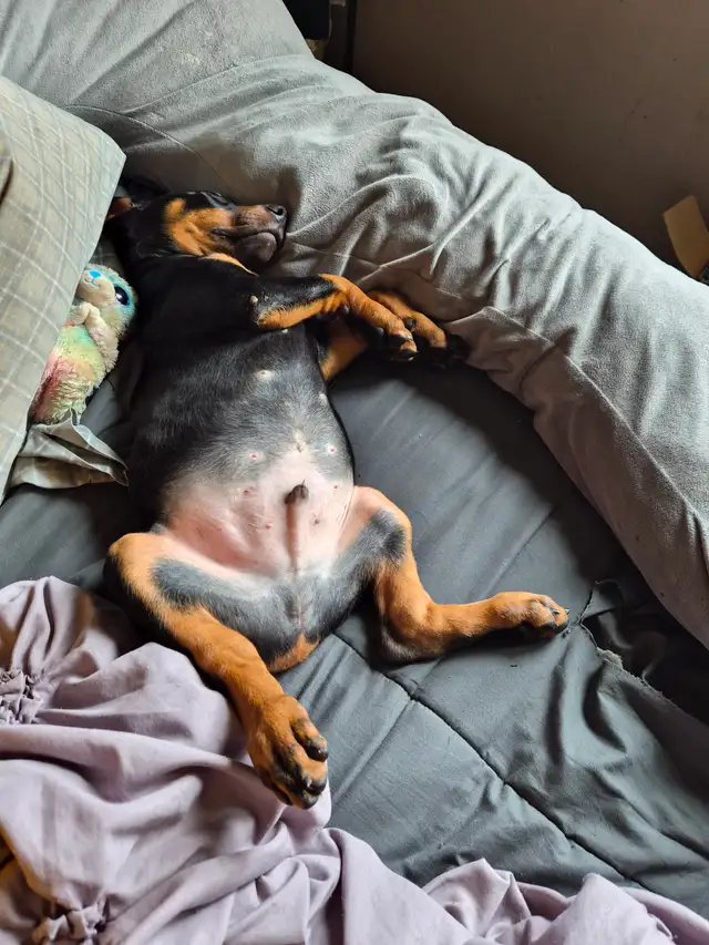 Purebread Doberman - Photo 4