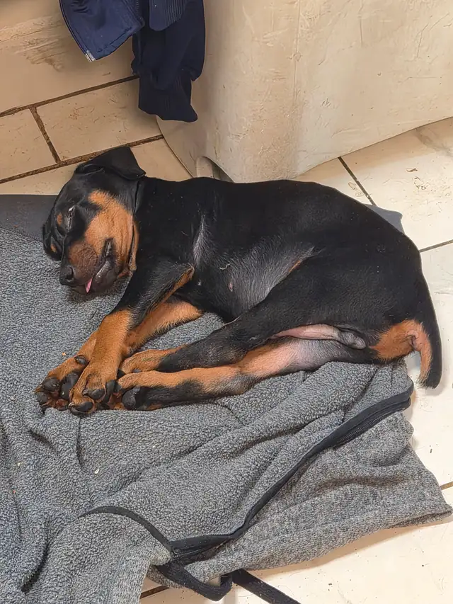 Purebread Doberman - Photo 5