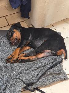 Purebread Doberman - Photo 5