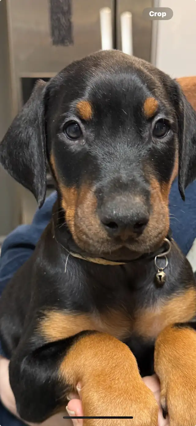 Purebread Doberman - Photo 6