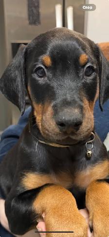Purebread Doberman - Photo 6