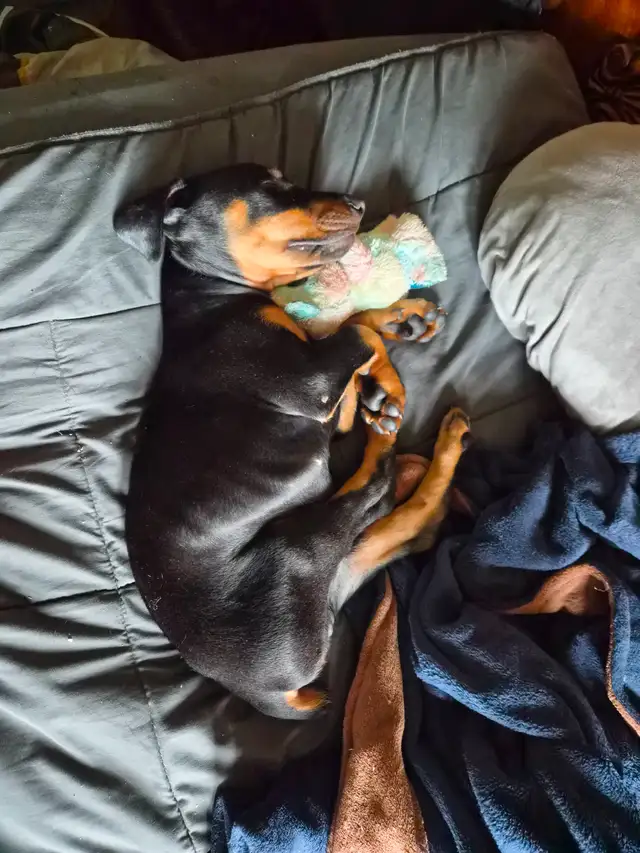 Purebread Doberman - Photo 7