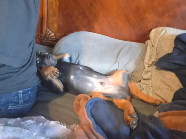 Purebread Doberman - Photo 8