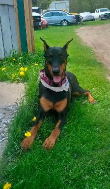 Purebread Doberman - Photo 9