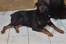 Purebread Doberman - Photo 10