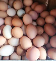Fresh eggs