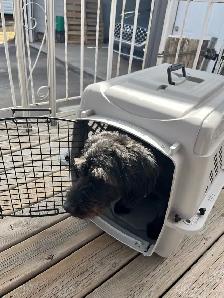 DOG Kennel…heavy grey plastic - Photo 4