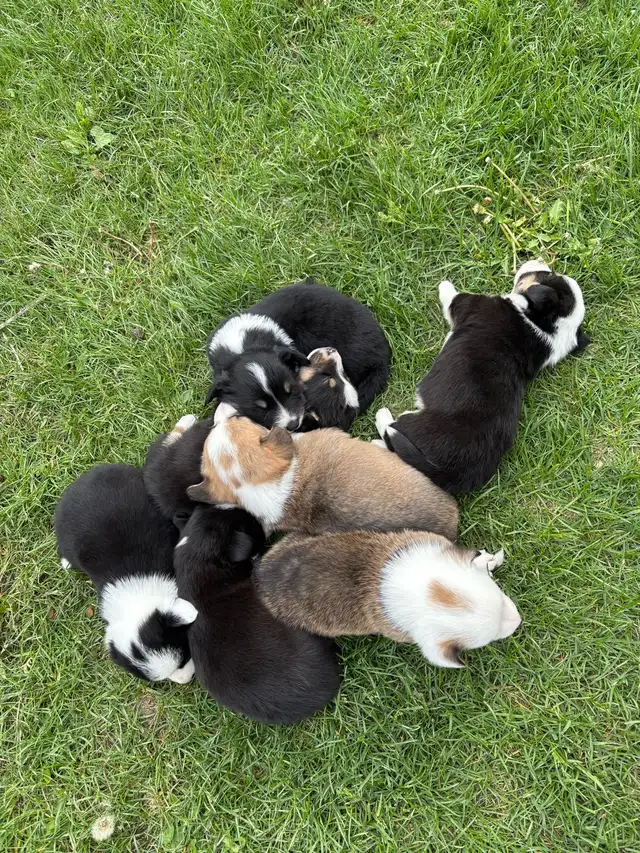 corgi puppies