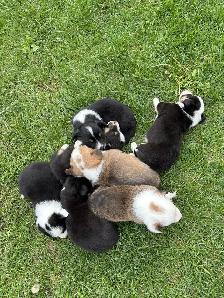 corgi puppies