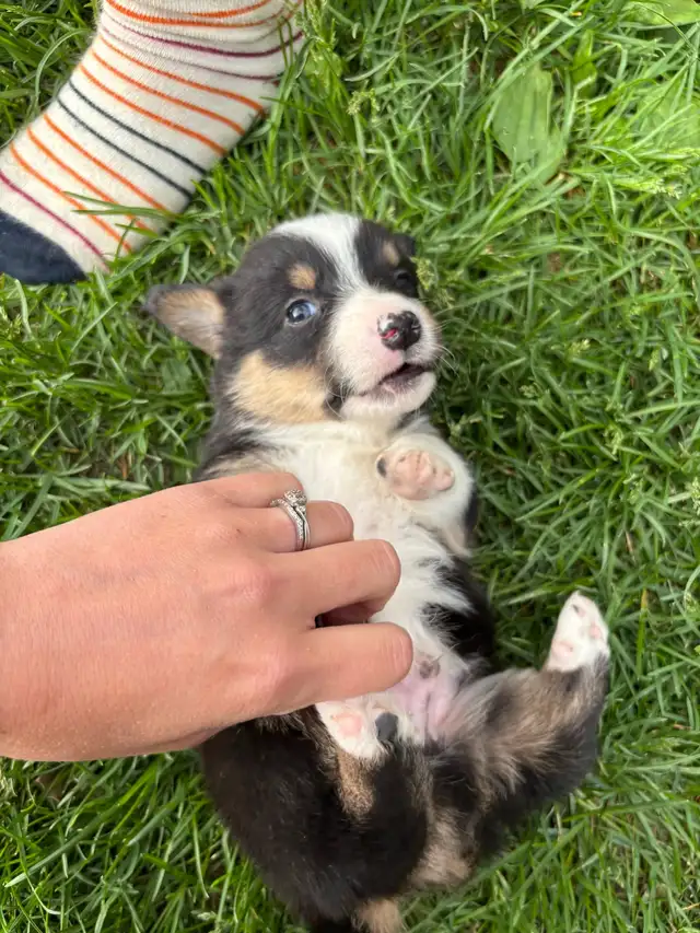 corgi puppies - Photo 2