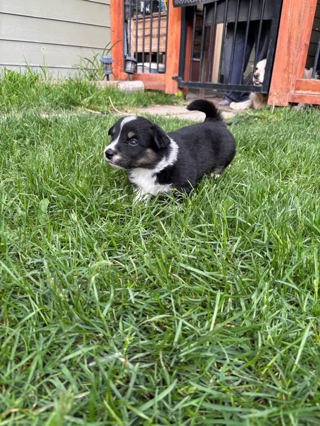 corgi puppies - Photo 3