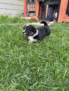 corgi puppies - Photo 3