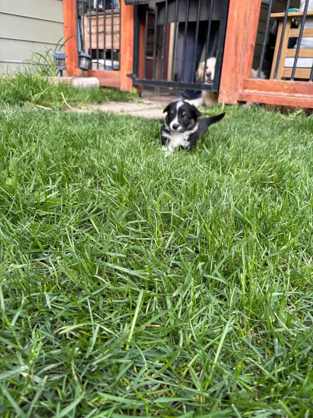 corgi puppies - Photo 4