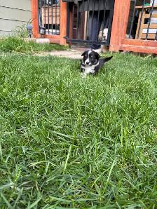 corgi puppies - Photo 4