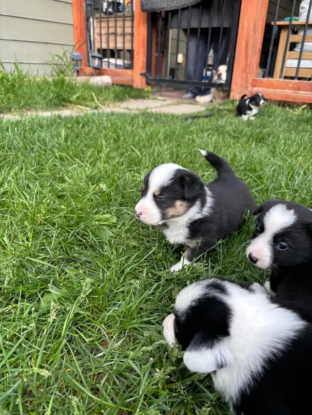 corgi puppies - Photo 5