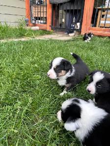 corgi puppies - Photo 5