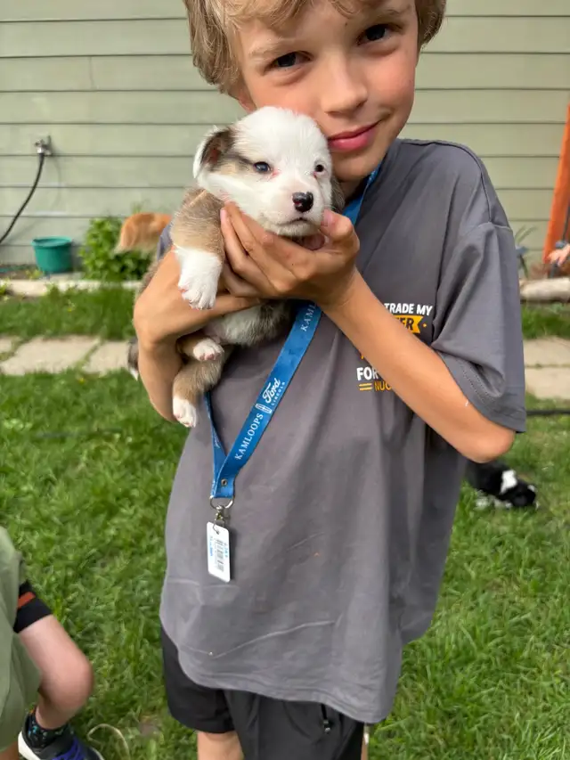 corgi puppies - Photo 6