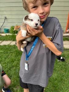 corgi puppies - Photo 6