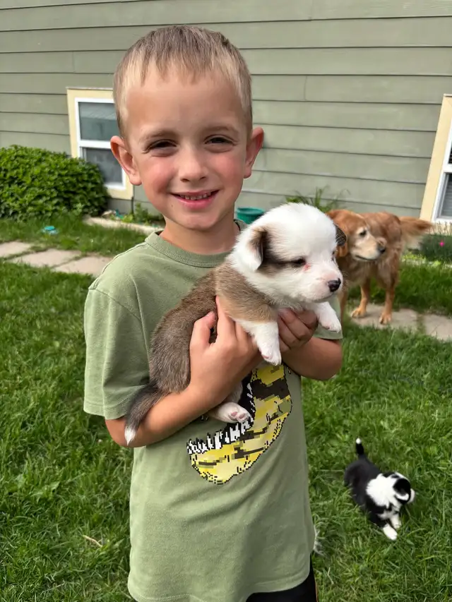 corgi puppies - Photo 7