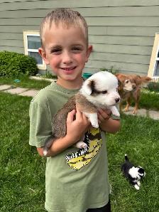 corgi puppies - Photo 7