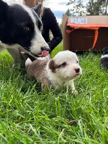corgi puppies - Photo 8