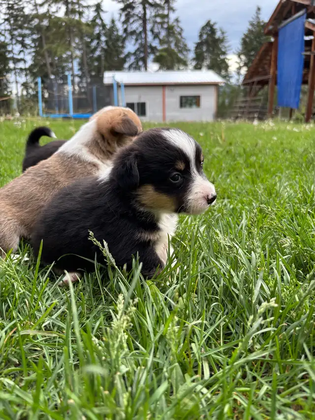 corgi puppies - Photo 9