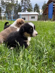 corgi puppies - Photo 9