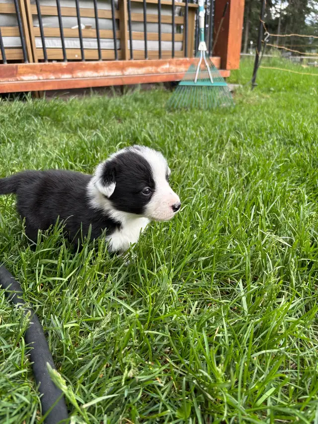 corgi puppies - Photo 10