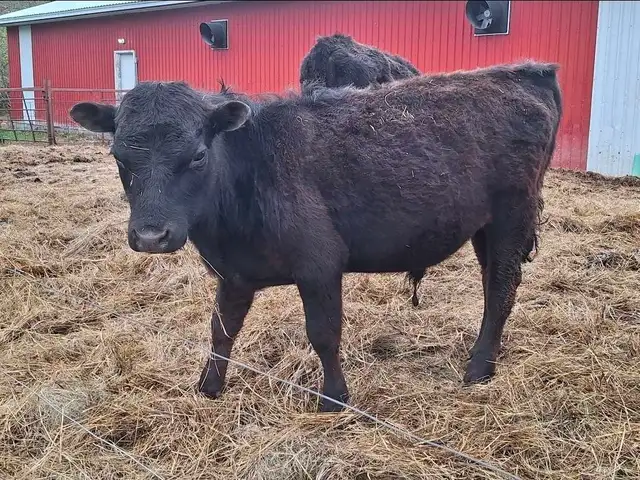 Dexter Bull