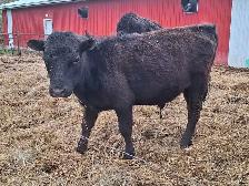 Dexter Bull