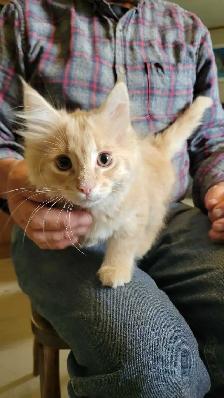 One kitten