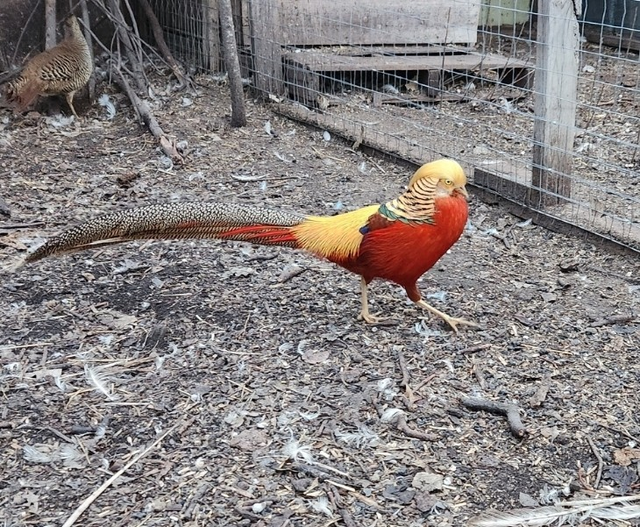 Red Golden Pheasant for Sale