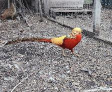 Red Golden Pheasant for Sale