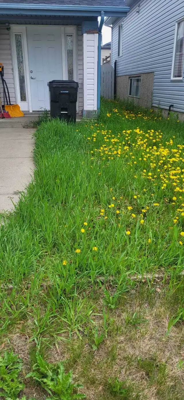 A&Z Grass Cuttimg Services - Photo 8