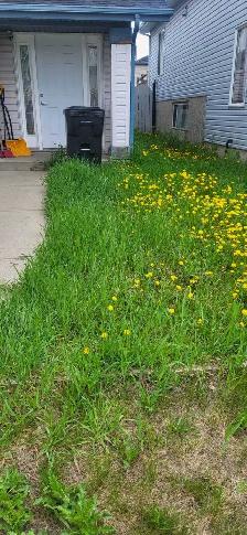 A&Z Grass Cuttimg Services - Photo 8