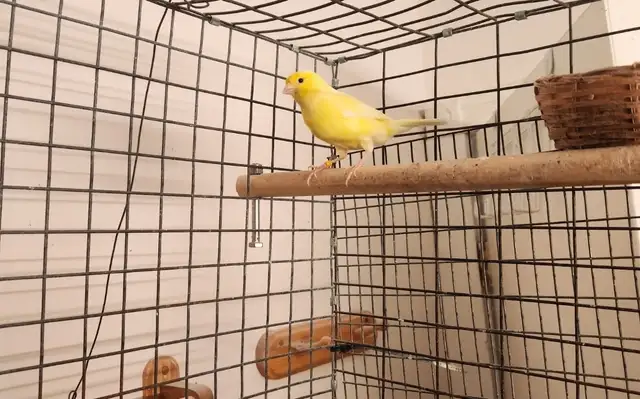 Canary Birds for Sale