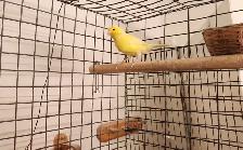Canary Birds for Sale