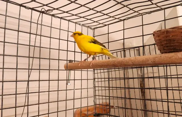 Canary Birds for Sale - Photo 2