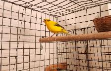 Canary Birds for Sale - Photo 2