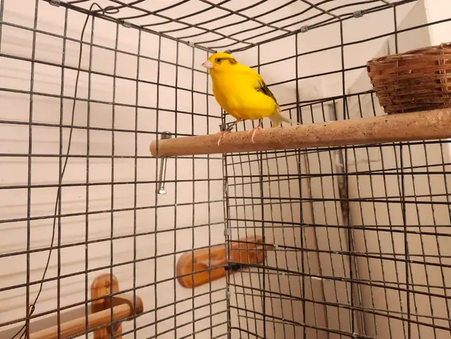 Canary Birds for Sale - Photo 3