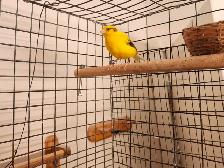 Canary Birds for Sale - Photo 3