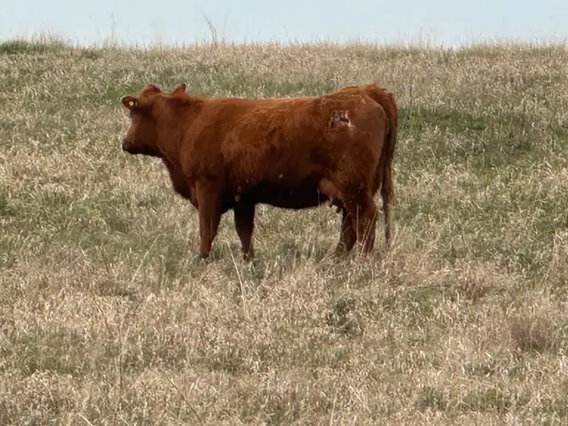 1st calf heifers -mature cows pairs