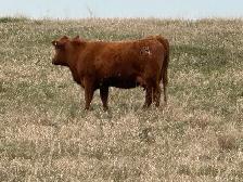 1st calf heifers -mature cows pairs