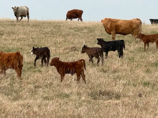 1st calf heifers -mature cows pairs - Photo 2